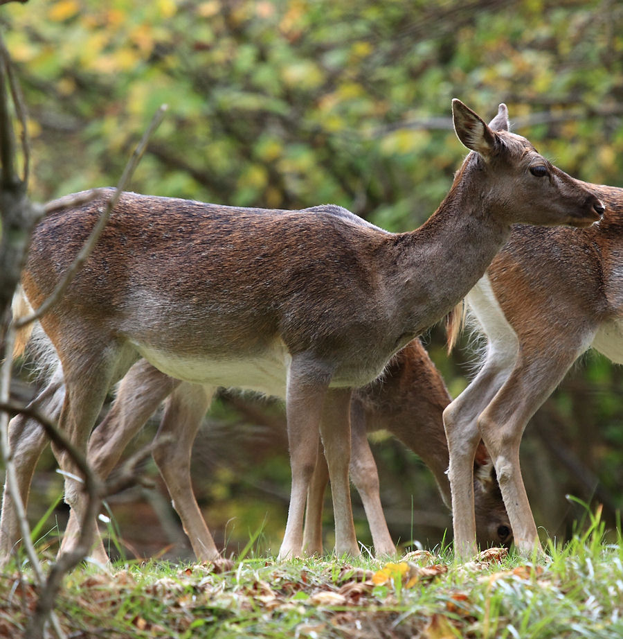 il daino,silenzioso custode dei segreti del bosco